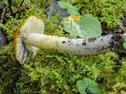 Hygrocybe_conica_MS_20230911_05.thumb.jpg.351581f753403c3c18c4e1ae0e6353a6.jpg