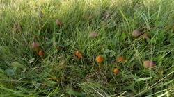 Hygrocybe_conica_MS_20250919_01.thumb.jpg.92d94492de015d24b40c1d35b60509cd.jpg