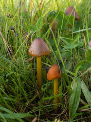 Hygrocybe_conica_MS_20250919_02.thumb.jpg.f35cc4032d5920453af5d4be0bf3401e.jpg