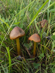 Hygrocybe_conica_MS_20250919_03.thumb.jpg.6c3b70361fcfe05a1dff12c6c36ae360.jpg