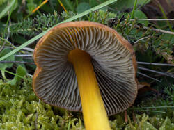 Hygrocybe_conica_MS_20250919_04.thumb.jpg.47b4ff2187fc37c347a8f1a6086dba0b.jpg