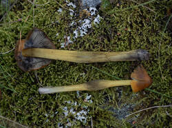 Hygrocybe_conica_MS_20250919_05.thumb.jpg.70b94b851be7fb2b18337f8cde9d8732.jpg