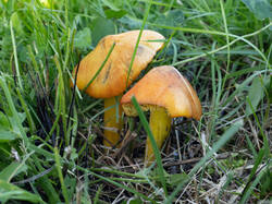 Hygrocybe_conica_MS_20250922_06.thumb.jpg.d603613b8c2421b6765f61bdb5135fdd.jpg