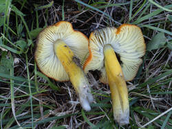 Hygrocybe_conica_MS_20250922_07.thumb.jpg.6f860d0eea1b93eb9feb1ab4cbf54776.jpg