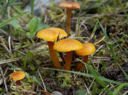 Hygrocybe_insipida_MS_20250919_02-2.thumb.jpg.4cb1cc5ffaf478cf003ccc9759acbb07.jpg