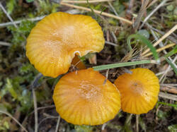 Hygrocybe_insipida_MS_20250919_03.thumb.jpg.9c08aa85449ef27596a00de021f5e45b.jpg