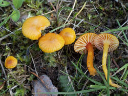 Hygrocybe_insipida_MS_20250919_04.thumb.jpg.64f4e83e91d8d29477387103e2c3b3d8.jpg