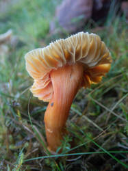 Hygrocybe_punicea_MS_20201122_01.thumb.jpg.cc1066e5f03dbc4dd1383c8fbe3e9bc9.jpg