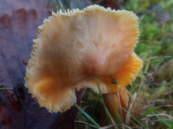 Hygrocybe_punicea_MS_20201122_17.thumb.jpg.5150e6eafd91d8c2f17f26b2d4489563.jpg