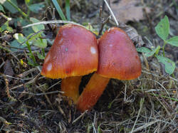 Hygrocybe_punicea_MS_20250922_02.thumb.jpg.f268a9368d995f115805ace9a3d94afb.jpg