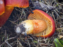 Hygrocybe_punicea_MS_20250922_03.thumb.jpg.1d4c5cc7c542fad9062fed98ab279d9e.jpg