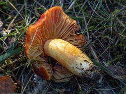 Hygrocybe_punicea_MS_20250922_04.thumb.jpg.831fdf5b75f876ccb0c51c1599551d3a.jpg