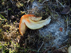 Hygrocybe_punicea_MS_20250922_05.thumb.jpg.5218311f19552351b9ee7beda488718a.jpg