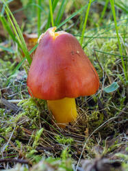 Hygrocybe_punicea_MS_20250922_06.thumb.jpg.3766211b691006470250415ed574b20b.jpg
