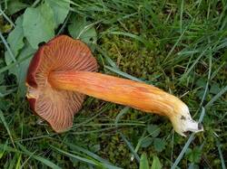 Hygrocybe_punicea_MS_20250922_07.thumb.jpg.4c11ffede2ea50af9d62e648e6f7ec92.jpg