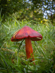Hygrocybe_punicea_MS_20250922_08.thumb.jpg.4fb84eabfc94198168fa3b4b92ffe72b.jpg
