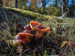 Hygrocybe_punicea_MS_20251010_09.thumb.jpg.7f66526a06769be454d380b24940ed77.jpg