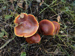 Hygrocybe_punicea_MS_20251010_10.thumb.jpg.f7f2e875aaf81ec421ab4971b30708e7.jpg