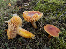 Hygrocybe_punicea_MS_20251010_11.thumb.jpg.29fc245d2de198cbe76bc031bcb95a89.jpg