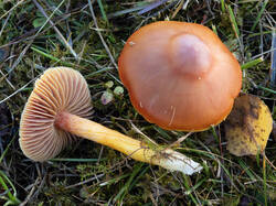 Hygrocybe_punicea_MS_20251010_12.thumb.jpg.34f442eca83ec5b0b539b6886d51af2d.jpg