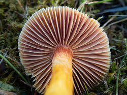 Hygrocybe_punicea_MS_20251010_13.jpg