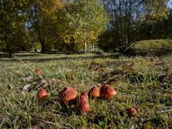 Hygrocybe_punicea_MS_20251010_14.thumb.jpg.d22ea2faaf7b0afc95d28d7f03b6f799.jpg