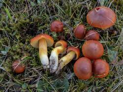 Hygrocybe_punicea_MS_20251010_15.thumb.jpg.ecfbb29068246cc2d13476d04d2a2bca.jpg
