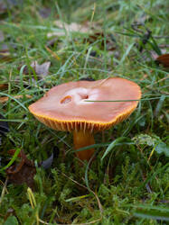 Hygrocybe_punicea_MS_20251102_16.thumb.jpg.616e0d6aa3efac1ea6d79616d6c1d773.jpg