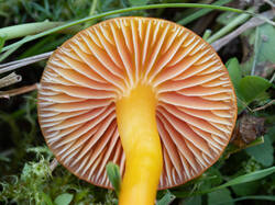 Hygrocybe_reidii_MS_20250922_01.jpg