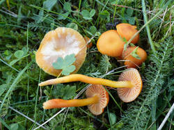 Hygrocybe_reidii_MS_20250922_02.thumb.jpg.922f68083286196cd9f06e7d6ea60e89.jpg