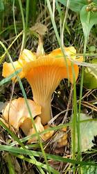 IMG20260803142313_01.thumb.jpg.b97357f463ad9ab172dd729df60da7dc.jpg