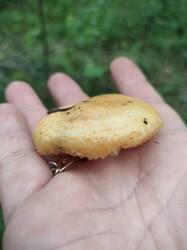 IMG20260803160930.thumb.jpg.ba84451eaed0119a64781f3b2396b187.jpg