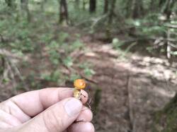 IMG20260816142556.thumb.jpg.a5c9fd43804e5429f7bcf7c801715e29.jpg