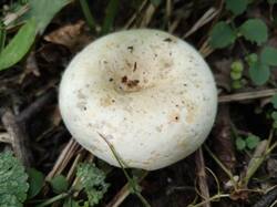 IMG20260816151929.thumb.jpg.2ad4260bbc6a8af69e2f9d92e35e8a7f.jpg