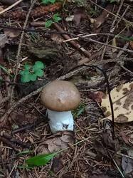 IMG20260826061038.thumb.jpg.e544d13e02dc274186cb2ce793274604.jpg