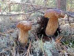 IMG20260830120317.thumb.jpg.0670f76c787425a0bd55471ae6aadd80.jpg
