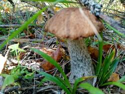 IMG20260830121754.thumb.jpg.86f750b3f516fd513b8992e3abd92880.jpg