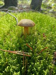 IMG20260830131936.thumb.jpg.f07a267b1ae99a348e2a09592e492ee4.jpg
