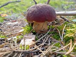 IMG20260830132440.thumb.jpg.2d5a1e9f82a878e20ef3f6d268e719ea.jpg