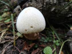 IMG20260830135737.thumb.jpg.aa6b5a1813bc4c20ccc9a7753b1966f5.jpg