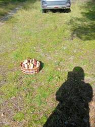 IMG20260830141135.thumb.jpg.1546eb6e710d1e3fe46fbc454bc2276f.jpg