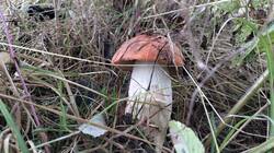 IMG20260831131215.jpg