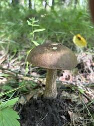 IMG_0739.jpeg