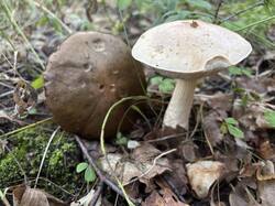 IMG_0759.jpeg