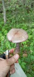 IMG_20260714_160836.thumb.jpg.0a6839b6ee7a757dc42b8b3b0f078682.jpg