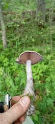 IMG_20260714_160839.thumb.jpg.72309dc5202c20c5a66a26848cad14c6.jpg