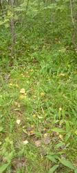 IMG_20260714_162650.thumb.jpg.298468007a76ad14a7fc899831045f84.jpg