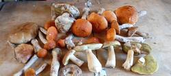 IMG_20260714_202136.thumb.jpg.035321b4ed418a973be67697f390f945.jpg