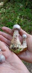 IMG_20260716_145837.thumb.jpg.64e927d3c53817bde7d3f75418636156.jpg