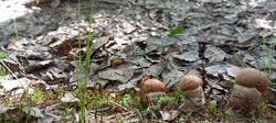 IMG_20260716_150117.thumb.jpg.f612ab4bae40f29793af97b2afe71571.jpg